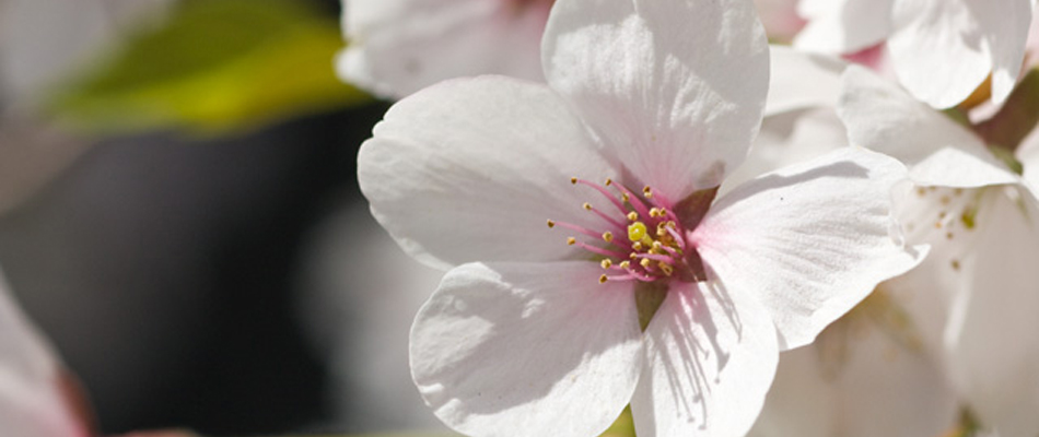 flash09(春・桜)